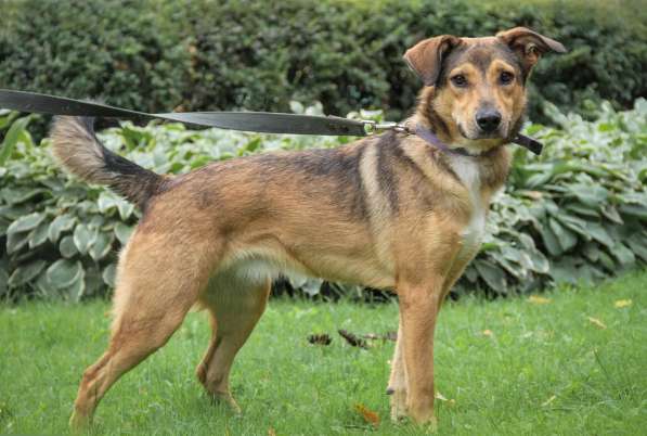 Очаровательная собачка компактного размера в Санкт-Петербурге фото 33