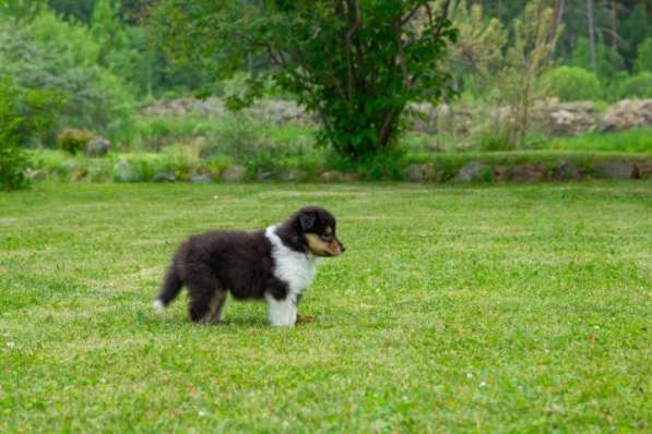 Щенок колли длинношёрстный в Екатеринбурге фото 32