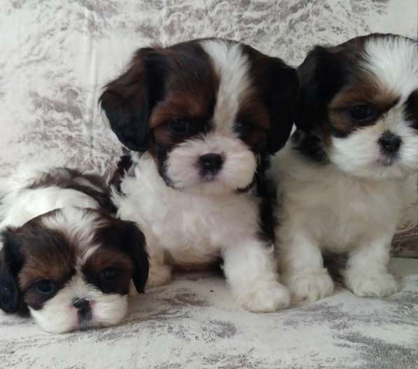 Кавалер Кинг Чарльз Спаниель и Ши-тцу в Москве фото 6