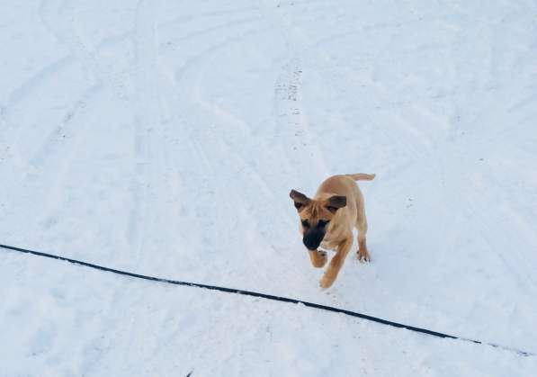 Чудо-собакен, дурашка немножко в Екатеринбурге фото 12