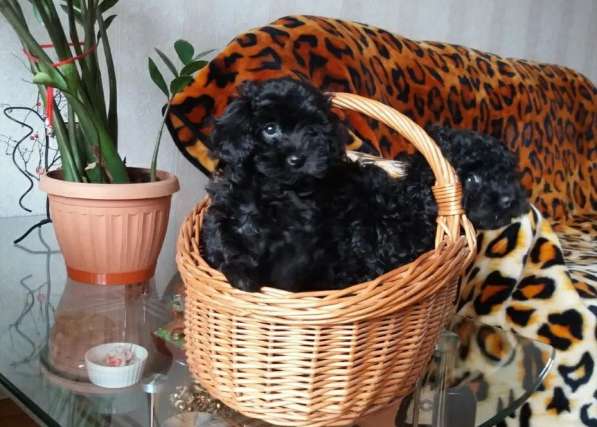 Той пудель в фото 3