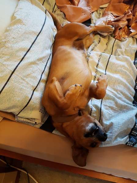 Такса метис в Москве фото 4