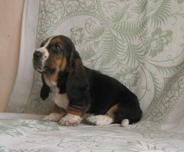 Продаются щенки бассет-хаунда в фото 13