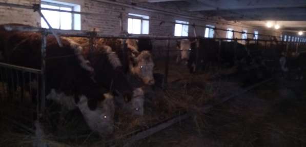 Продам КРС, бычки, телята, коровы в Красноярске фото 8