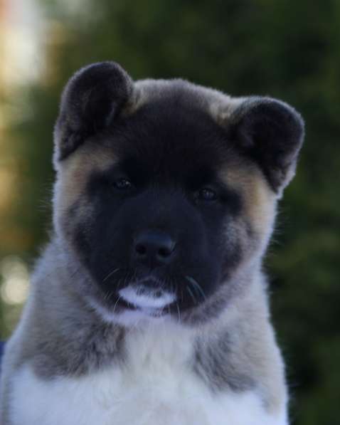 Щенки Американской акиты в Санкт-Петербурге фото 33