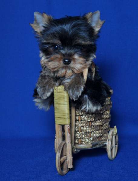 Щенки Йоркширского о терьера. Мини мальчик в Москве фото 7