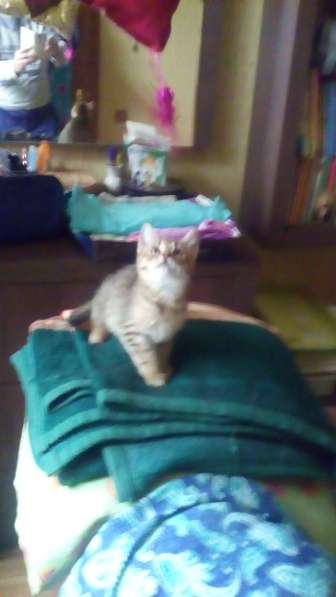 Подарю в добрые, заботливые руки! в Санкт-Петербурге фото 4