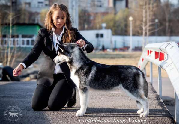 Siberian Husky from Multichampion Parents в Санкт-Петербурге фото 3