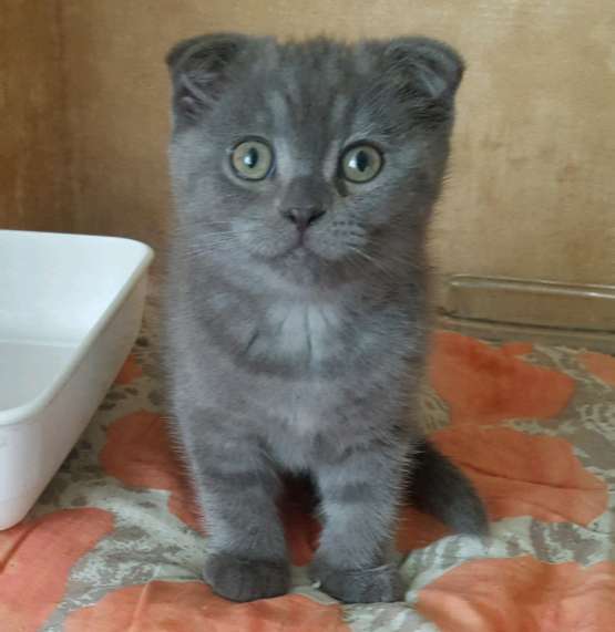 Котенок Дымок в Москве фото 3