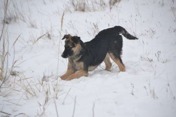 Щенок-подросток Челси в дар! в Москве фото 6