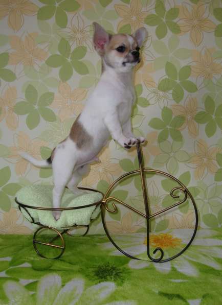 Красавчик чихуахуа в фото 5