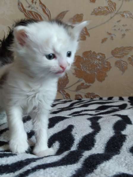 Котёнок в фото 8