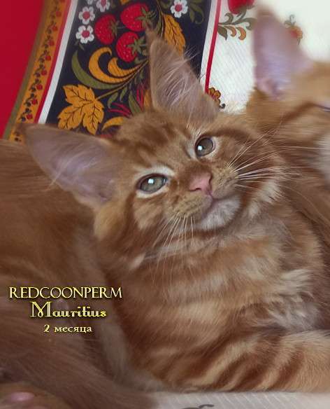 Котёнок мейн кун - уникального красного окраса. Шоу класс в Красноярске фото 21