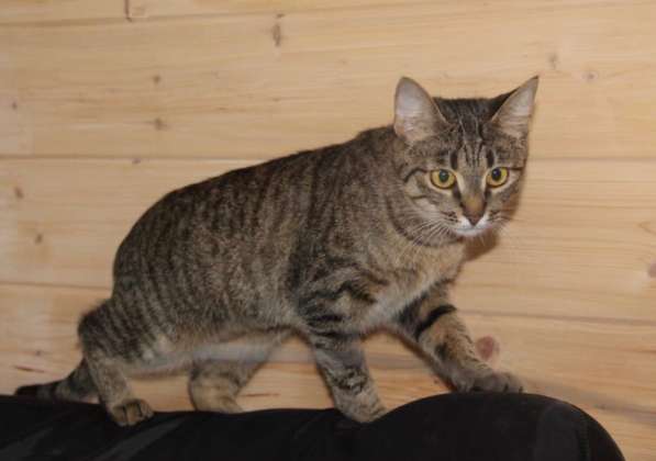 Кошка как рысь ищет дом в Москве