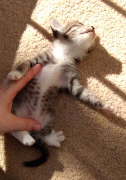 Элитная Бенгальские Снежный барс котятки в Санкт-Петербурге фото 68
