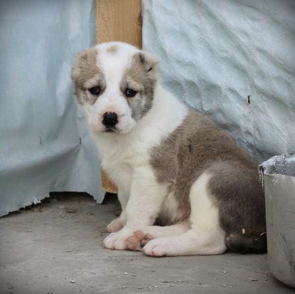 Щенок Среднеазиатской овчарки в Новосибирске фото 18