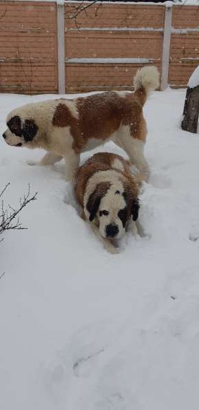 Щенки сенбернара в фото 6