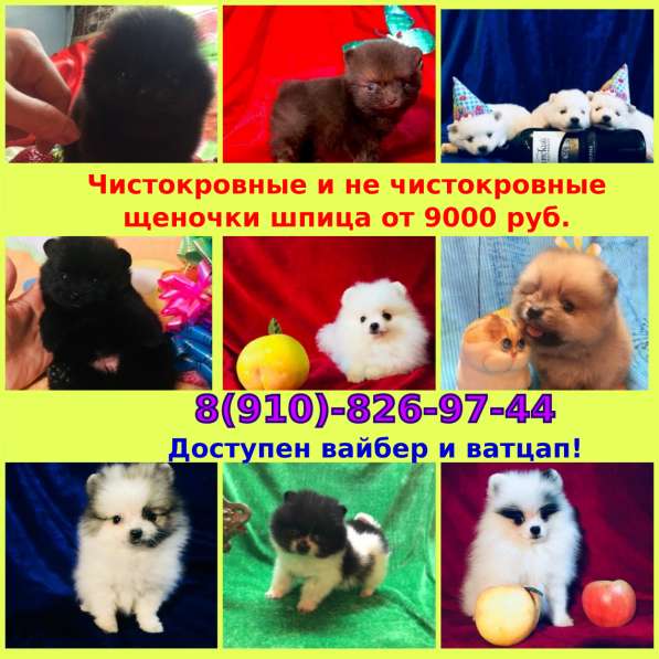 Померанский шпиц щенки недорого