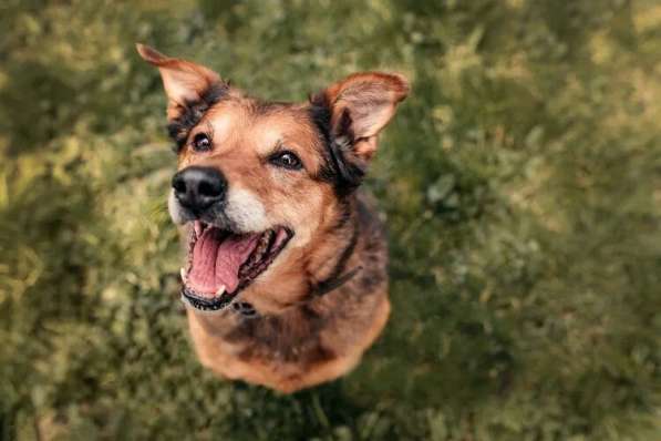 Рада ищет дом в Москве фото 10