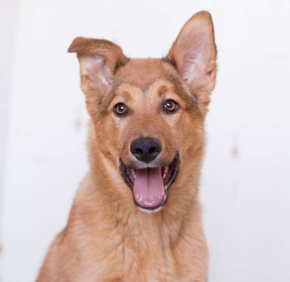 Красивые и очень умные щенки в Санкт-Петербурге фото 13