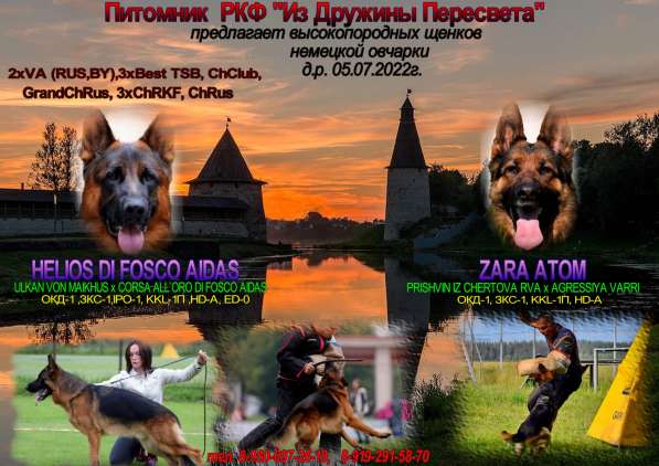 Щенки немецкой овчарки высокопородного разведения в Брянске фото 20