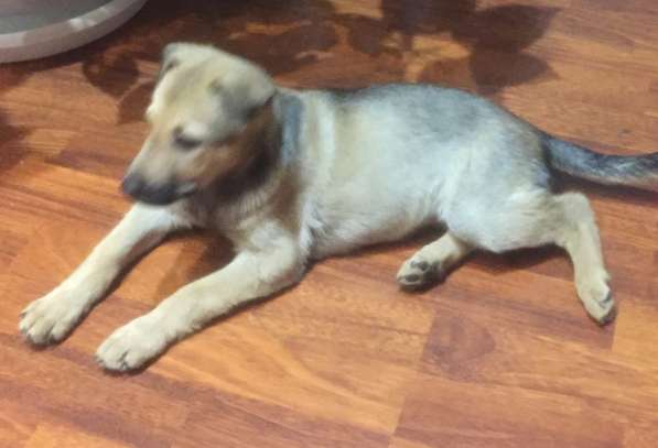 Щенок в добрые руки в Новокузнецке фото 6