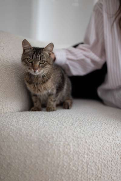 Кошка Фисташка ищет дом в Екатеринбурге фото 5