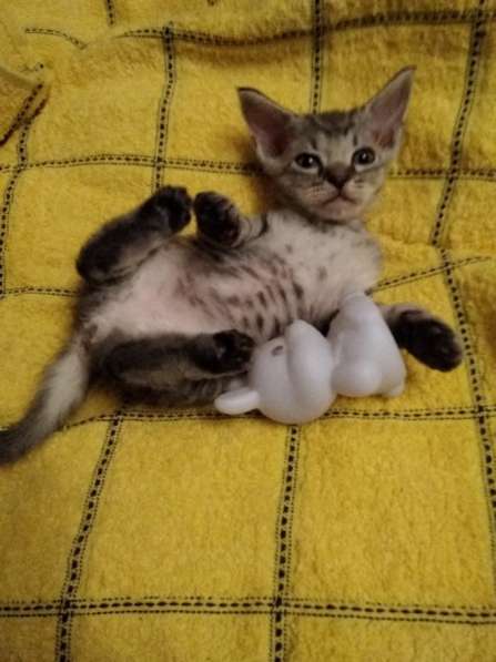 Кудрявые эльфы, каракулевые, элитные котята Девон-Рекс в Санкт-Петербурге фото 40