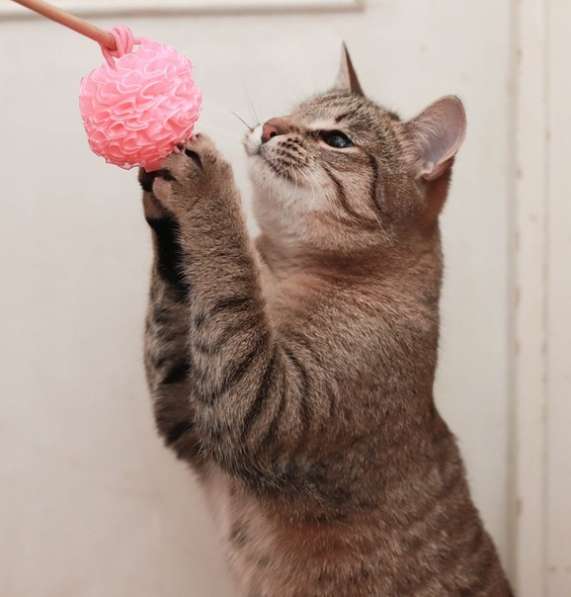 Кот по имени Петрович ждет вас в Москве