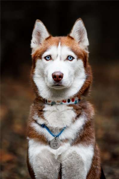 Девочка хаски в добрые руки