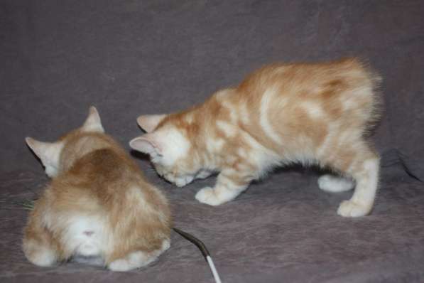 Котята курильского бобтейла в Астрахани фото 17