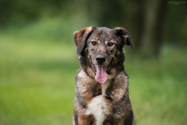 Надёжный Друг Курт ищет семью в Москве фото 16