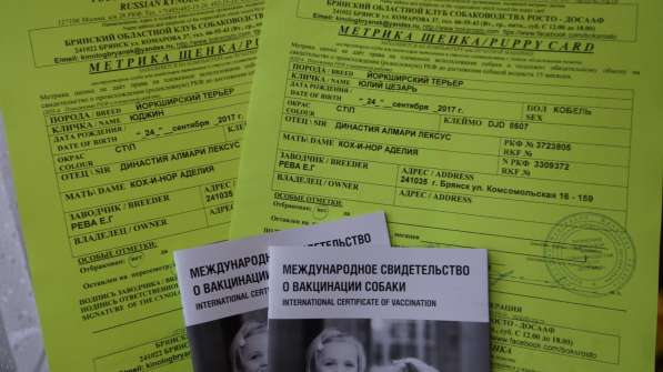 Щенки йоркширского терьера с документами РКФ в Брянске фото 4
