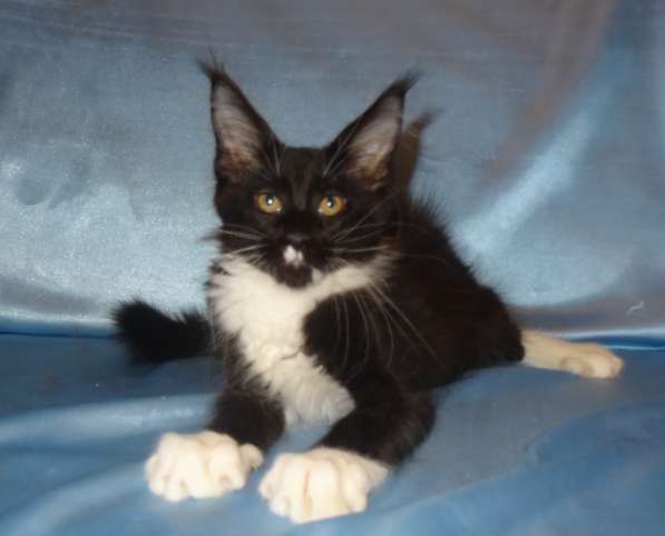 Лексус котик мейн кун в Москве фото 16