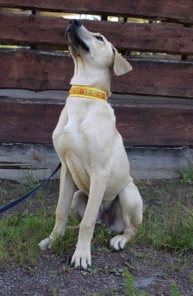 Пес-красавчик изабеллового окраса в Санкт-Петербурге фото 7