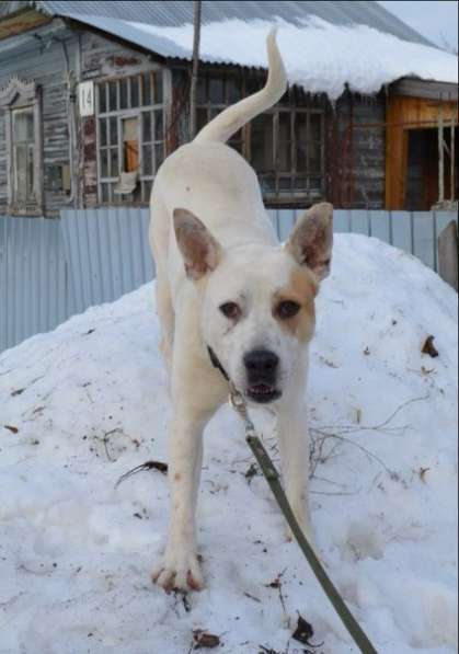 Собаке очень нужен дом в Нижнем Новгороде фото 25