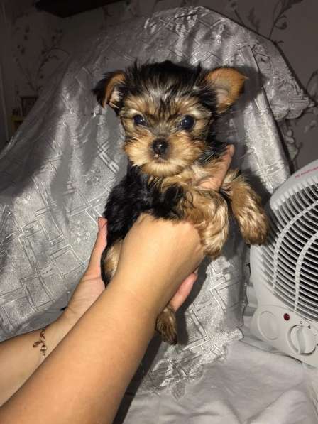 Продается щенок йоркширского терьера в Дзержинске фото 7