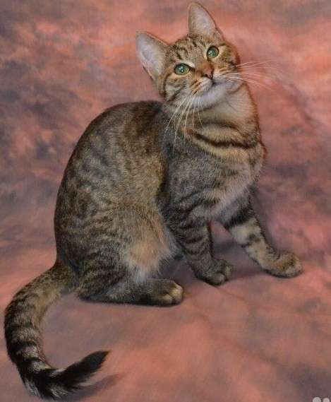 Кошечка в дар в Москве