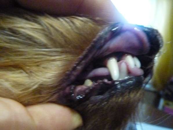 Ультрозвуковая чистка зубов собакам в Балаково фото 3