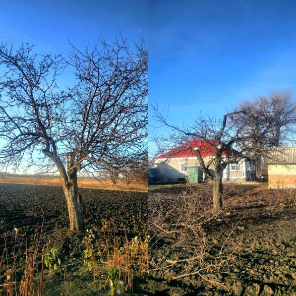 Озеленение и благоустройство, обрезка плодовых деревьев в Воронеже фото 11