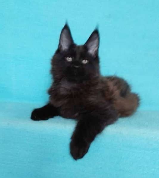 Апельсинки к Новому Году в Рязани фото 57