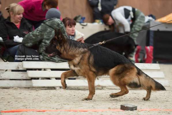 Щенки немецкой овчарки в Москве фото 6
