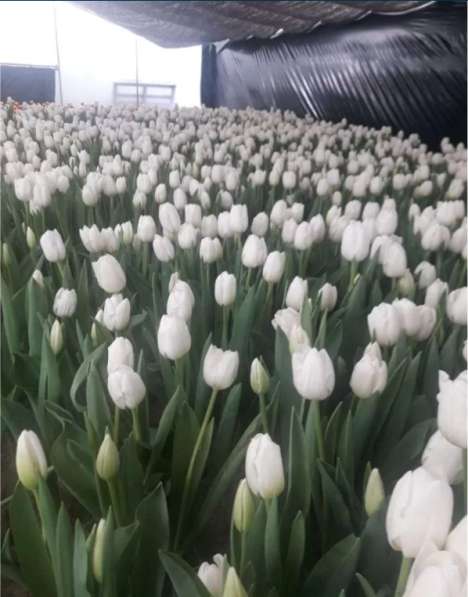 Тюльпаны, большие партии в Дзержинске фото 3