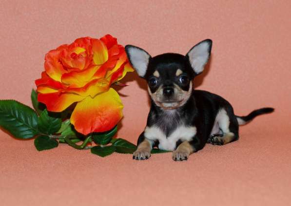 Подарите себе счастье в Москве фото 7