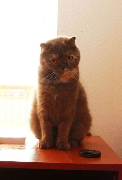 Британочка Оливия, янтарные глазки. Кошка в дар в Калуге фото 6