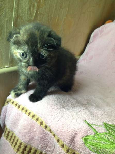 Подарите любимым радость в Москве фото 6