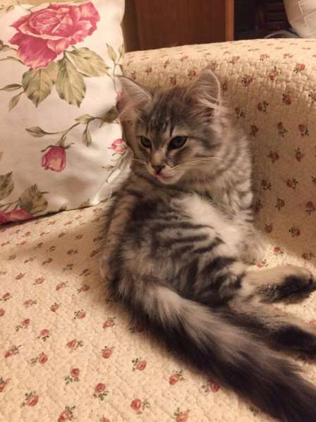 Метис сибирской кошечки!