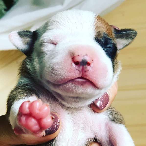 Щенки Американского Стаффордширского терьера в Санкт-Петербурге фото 15