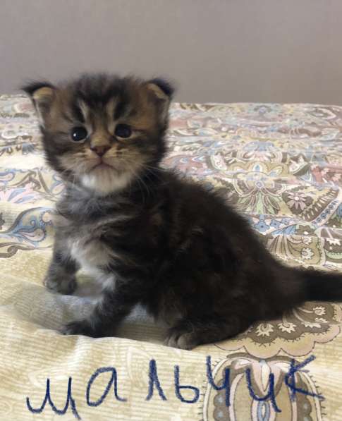 Котята мейн-кун в Новосибирске фото 25