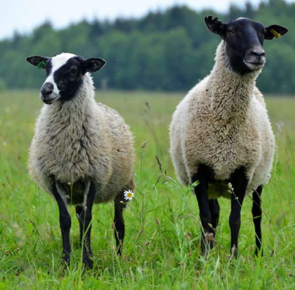 Племенные овцы породы Романовская (из Европы класса Элита) в фото 7
